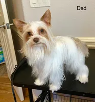 Mina’s Boy, a male Yorkshire Terrier for sale in Rocklin, CA – Photo 9 of 9