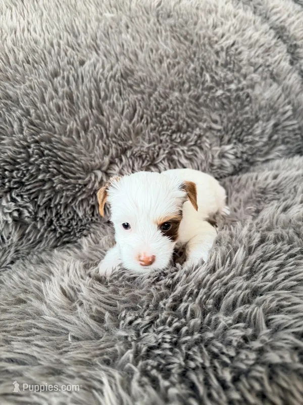 Mina’s Boy – Yorkshire Terrier puppy for sale in Rocklin, CA