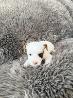 Mina’s Boy, a male Yorkshire Terrier for sale in Rocklin, CA – Photo 1 of 9