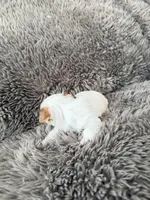 Mina’s Boy, a male Yorkshire Terrier for sale in Rocklin, CA – Photo 4 of 9