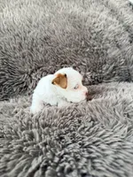 Mina’s Boy, a male Yorkshire Terrier for sale in Rocklin, CA – Photo 2 of 9