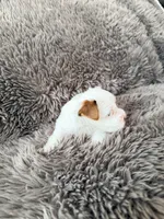 Mina’s Boy, a male Yorkshire Terrier for sale in Rocklin, CA – Photo 7 of 9