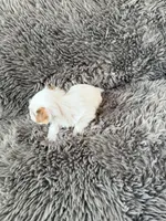 Mina’s Boy, a male Yorkshire Terrier for sale in Rocklin, CA – Photo 6 of 9