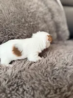 Mina’s Boy, a male Yorkshire Terrier for sale in Rocklin, CA – Photo 3 of 9