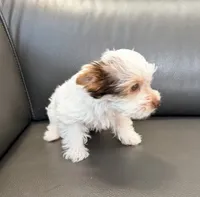 Toby Boy AKC, a male Yorkshire Terrier for sale in Rocklin, CA – 8 of 10