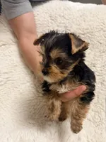 Humble Boy AKC, a male Yorkshire Terrier for sale in Rocklin, CA – 5 of 10