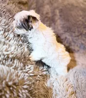 Ace Puppy Boy AKC, a male Yorkshire Terrier for sale in Rocklin, CA – 2 of 9