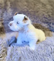 Toby Boy AKC, a male Yorkshire Terrier for sale in Rocklin, CA – 2 of 8