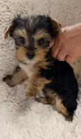 Humble Boy AKC, a male Yorkshire Terrier for sale in Rocklin, CA – 3 of 10