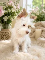White Boy AKC, a male Yorkshire Terrier for sale in Rocklin, CA – 1 of 4