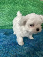 AKC Trixi’s male, a male Maltese for sale in Davis, OK – 2 of 8