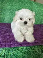 AKC Trixie’s little female , a female Maltese for sale in Davis, OK – 1 of 8