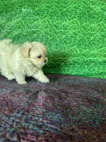 AKC Trixie’s little female , a female Maltese for sale in Davis, OK – 8 of 10