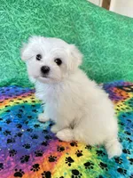 AKC Bobby , a male Maltese for sale in Davis, OK – 3 of 5