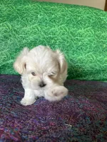 AKC Trixie’s little female , a female Maltese for sale in Davis, OK – 10 of 10