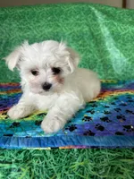 AKC. Surprise , a female Maltese for sale in Davis, OK – 2 of 2