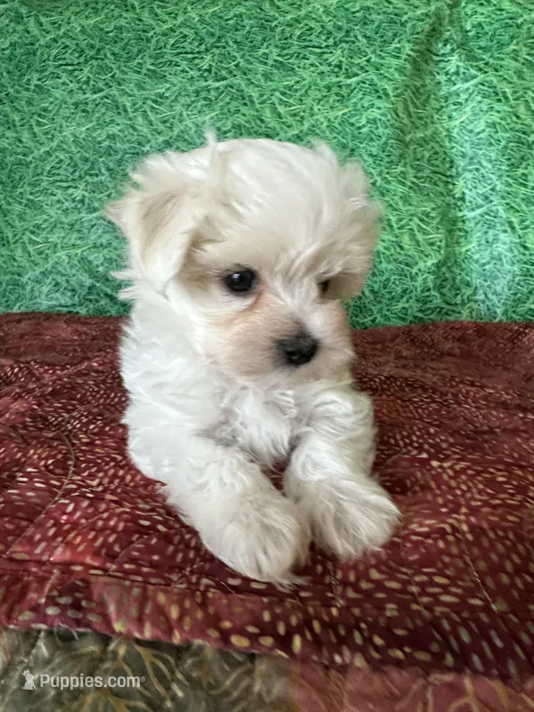 AKC  sammy – Maltese puppy for sale in Davis, OK