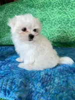 AKC Benny, a male Maltese for sale in Davis, OK – 2 of 4