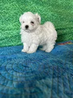 AKC Trixi’s male, a male Maltese for sale in Davis, OK – 8 of 8