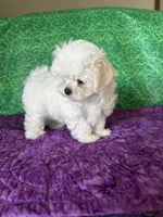 AKC Trixie’s little female , a female Maltese for sale in Davis, OK – 4 of 8