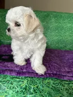 AKC Trixie’s little female , a female Maltese for sale in Davis, OK – 2 of 8