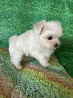 AKC little guy , a male Maltese for sale in Davis, OK – 3 of 4