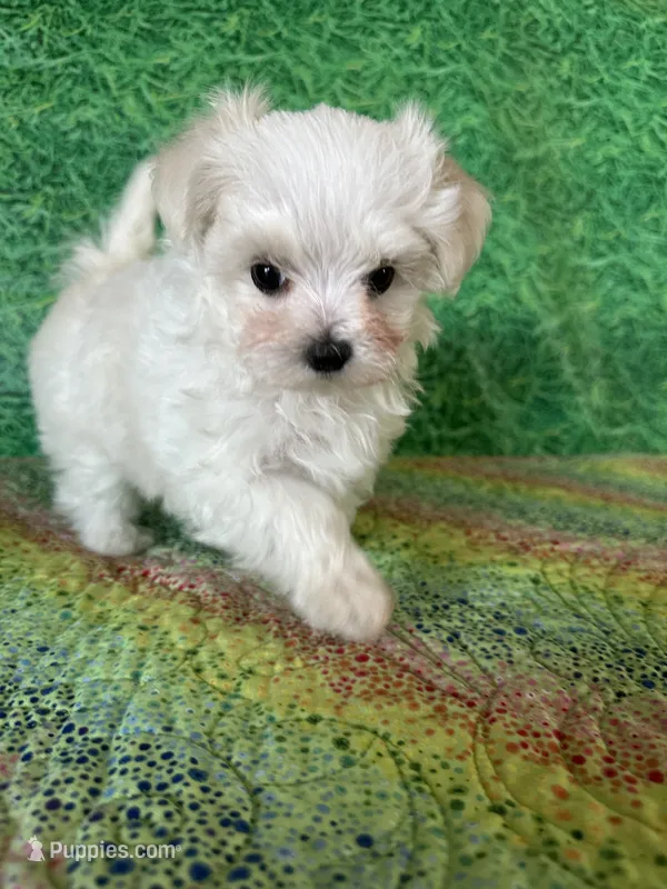 AKC little guy  – Maltese puppy for sale in Davis, OK