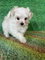 AKC little guy , a male Maltese for sale in Davis, OK – 1 of 4