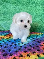 AKC Bobby , a male Maltese for sale in Davis, OK – 4 of 5