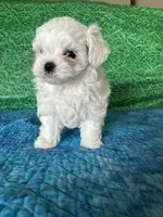 AKC Trixi’s male, a male Maltese for sale in Davis, OK – 7 of 8