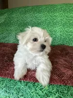 AKC  sammy, a male Maltese for sale in Davis, OK – 8 of 8