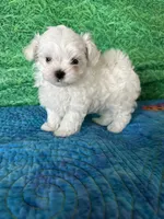 AKC Trixi’s male, a male Maltese for sale in Davis, OK – 6 of 8