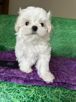 AKC Trixie’s little female , a female Maltese for sale in Davis, OK – 3 of 8