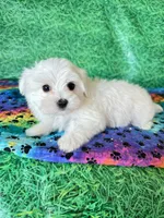AKC Bobby , a male Maltese for sale in Davis, OK – 5 of 5