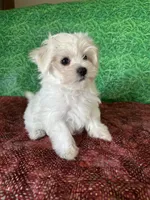 AKC  sammy, a male Maltese for sale in Davis, OK – 4 of 8