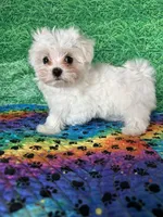 AKC Molly’s male, a male Maltese for sale in Davis, OK – 5 of 5