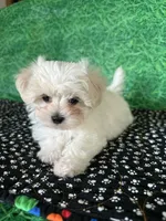 AKC Dan , a male Maltese for sale in Davis, OK – 3 of 4