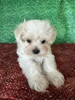 AKC  sammy, a male Maltese for sale in Davis, OK – 4 of 4