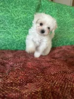 AKC  sammy, a male Maltese for sale in Davis, OK – 3 of 4