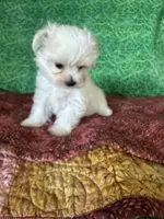 AKC  sammy, a male Maltese for sale in Davis, OK – 2 of 4