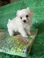 AKC little guy , a male Maltese for sale in Davis, OK – 2 of 4
