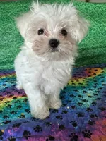 AKC Molly’s male, a male Maltese for sale in Davis, OK – 2 of 5