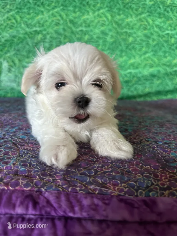 AKC Trixie’s little female  – Maltese puppy for sale in Davis, OK