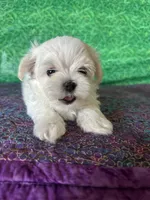 AKC Trixie’s little female , a female Maltese for sale in Davis, OK – 1 of 10
