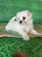 AKC little guy , a male Maltese for sale in Davis, OK – 4 of 4