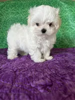 AKC Trixie’s little female , a female Maltese for sale in Davis, OK – 5 of 8