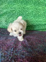AKC Trixie’s little female , a female Maltese for sale in Davis, OK – 9 of 10