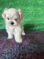 AKC Trixie’s little female , a female Maltese for sale in Davis, OK – 2 of 10