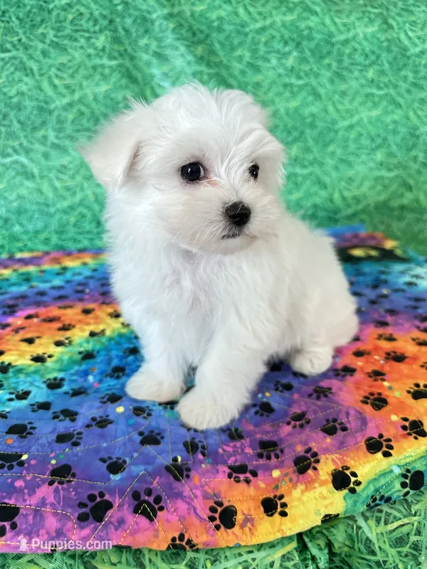 AKC Bobby  – Maltese puppy for sale in Davis, OK