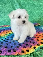 AKC Bobby , a male Maltese for sale in Davis, OK – 1 of 5
